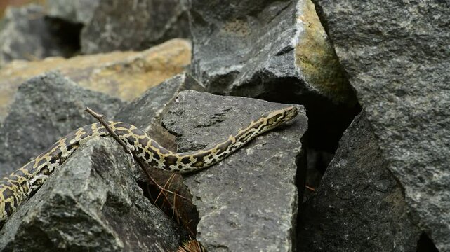royal python close up with skin texture. snake python on rocks and on ground surface