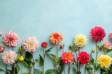 Obraz premium Colorful dahlia flowers dahlias background blossoms.