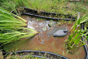a small retangular garden pond with ornamental duck and water lilly