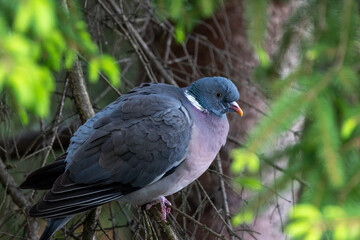 Common Wood Pigeon (Columba palumbus) close up