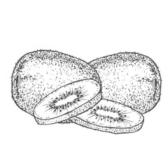 Hand drawn Kiwi Fruit Sketch Illustration