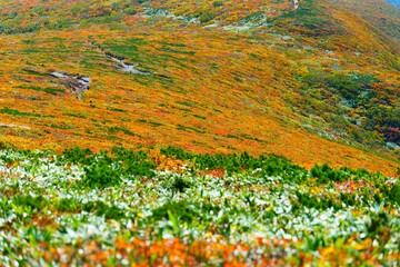 Fototapeta premium 栗駒山の紅葉。栗原、宮城、日本。9月下旬。