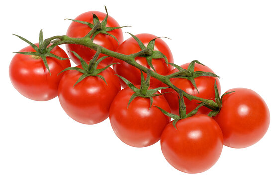 Fresh cherry tomatoes on the vine, isolated background. Juicy red tomatoes with green stems, perfect for salads