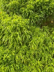 Dense, feathery green foliage of a plant. Lush and textured leaves.