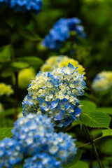 神戸市立植物園