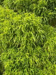 Dense, feathery green foliage of a plant. Lush and textured leaves.