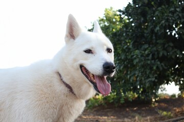 Happy white dog outdoors with green foliage.