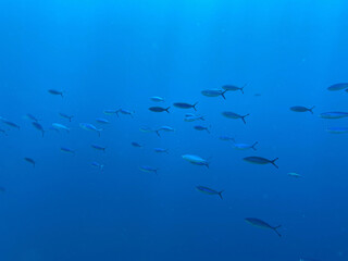Fish shoal 