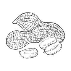 Peanut sketch hand drawn illustration isolated on white background - stock vector
