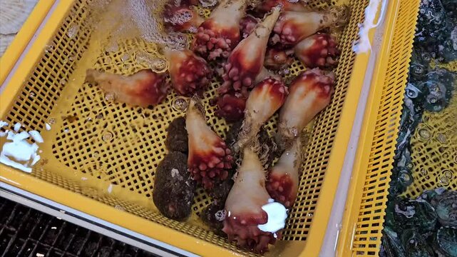 Fresh seafood from the sea, sea squirt