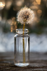 Dandelion seed head in glass vial on wooden surface with bokeh background