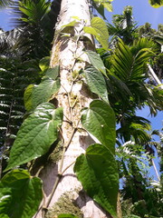 Betel leaves or betel plants that climb trees. Plantation background.