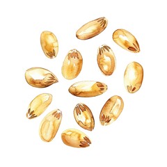 Obraz premium pine nuts watercolor illustration isolated on white background