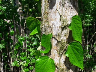 Betel leaves or betel plants that climb trees. Plantation background.