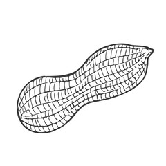 Peanut nut seed vector. Isolated on white background. Peanut butter food ingredient. Engraved hand drawn peanut illustration in retro vintage style. Organic Food, cosmetics, treatment component