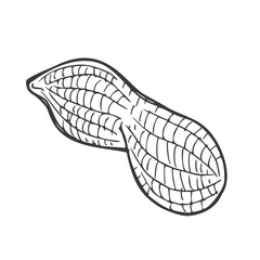 Peanut nut seed vector. Isolated on white background. Peanut butter food ingredient. Engraved hand drawn peanut illustration in retro vintage style. Organic Food, cosmetics, treatment component