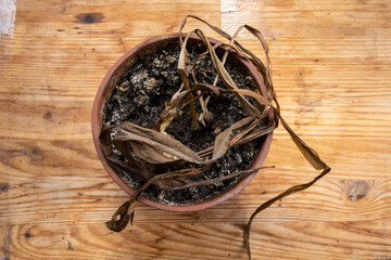 Dried plant in pot on wooden surface. Top view