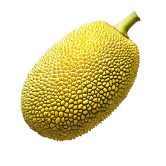 Closeup of a single young jackfruit isolated on black