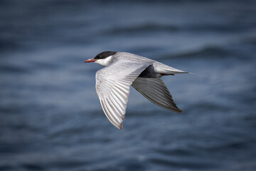 Close-up of an adult Whiskered Tern (Chlidonias hybrida) flying over the lake, perpendicular to the camera lens, on a sunny, windy summer day.
