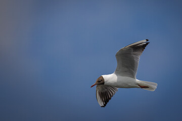 An adult Black-headed Gull (Chroicocephalus ridibundus) flying in the blue sky, seen perpendicular to the camera lens on a sunny summer day.