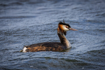 An adult great crested grebe swims in the water perpendicular to the camera lens on a sunny, windy summer day.