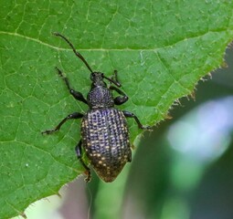 Black vine weevil closeup