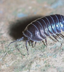 Close-up of a pill bug on a textured surface.
