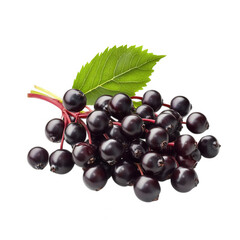 Fresh ripe black elderberries with green leaf on black background