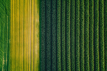 High-Tech Drone Surveillance for Monitoring Crop Health in Farmland  