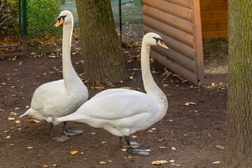 Two white swans are standing next to each other in a field. The scene is calm and tranquil