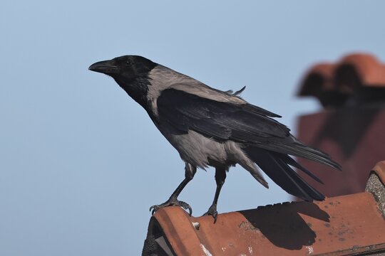 Hooded crow on rooftop