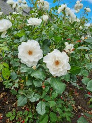 Obraz premium Rose garden summer blossoms