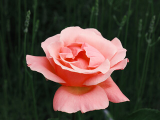 Close up of a beautiful rose