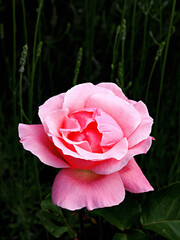 Close up of a beautiful rose