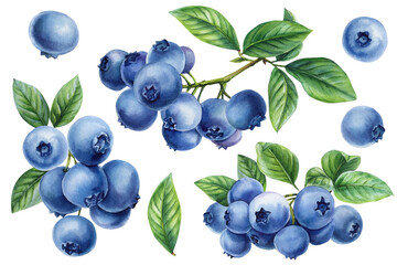 Watercolor Blueberry Clipart with Berries, Leaves Hand painted Fruit Collection. Summer Recipes Packaging Design and Kitchen Decor