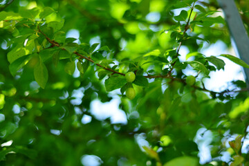 Plums on Tree