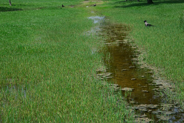 Puddle in the grass