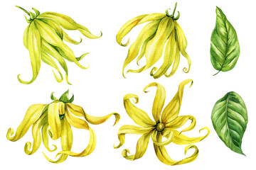 Ylang Ylang Flowers Watercolor Set with Green Leaves Tropical Botanical Clipart for Natural Perfume or Spa Design poster essential