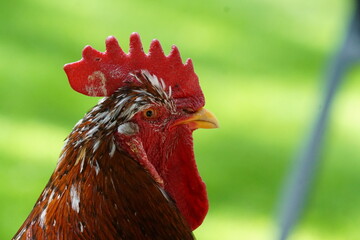 Portrait eines Hahns