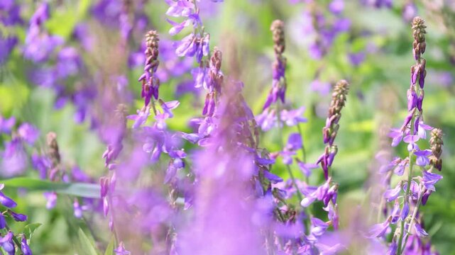 Purple wildflowers blooming, close-up. Blossoming nature background