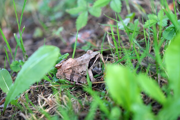 frog on the grass