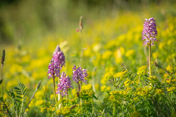 Blühende Knabenkraut-Orchideen auf einer Wiese auf der Schwäbischen Alb