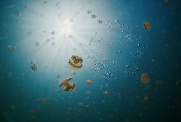 Lake full of jellyfish swimming underwater. West Papua, Raja Ampat, Indonesia