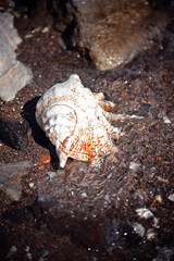 Close up of a conch on a beach
