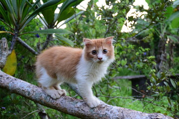 orange cat on tree
