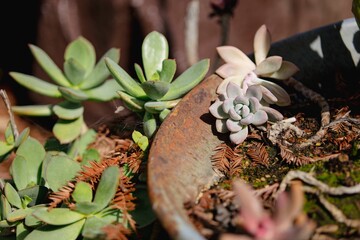 Succulents in Rustic Pot