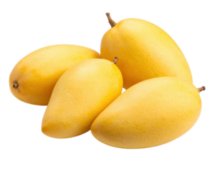 Fresh, ripe mangoes piled together, showcasing their vibrant yellow color and smooth skin.