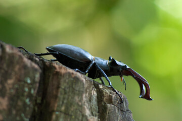 Stag Beetle in the wild