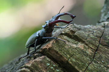 Stag Beetle in the wild