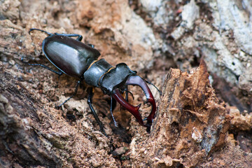 Stag Beetle in the wild